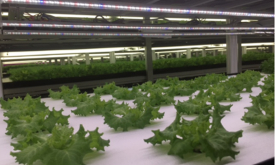 蔬菜工厂用LED灯